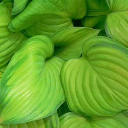 Hosta Guacamole'